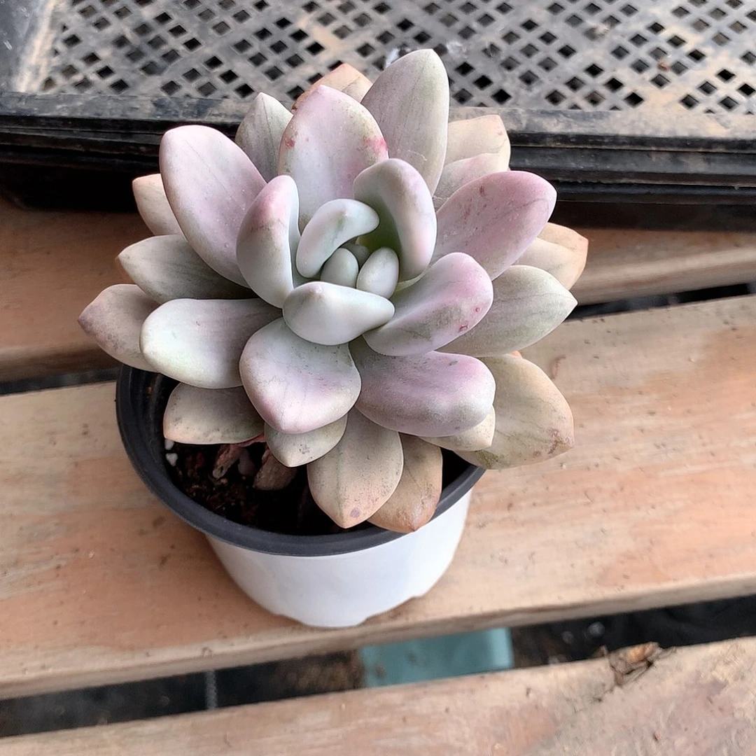 奥普琳娜白拉丝锦