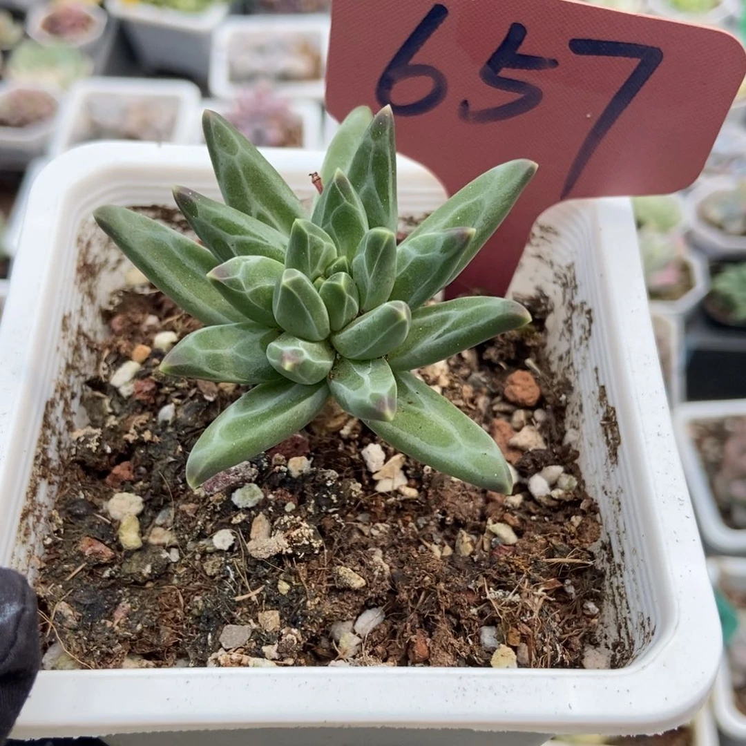 657梵高美人多肉植物保护