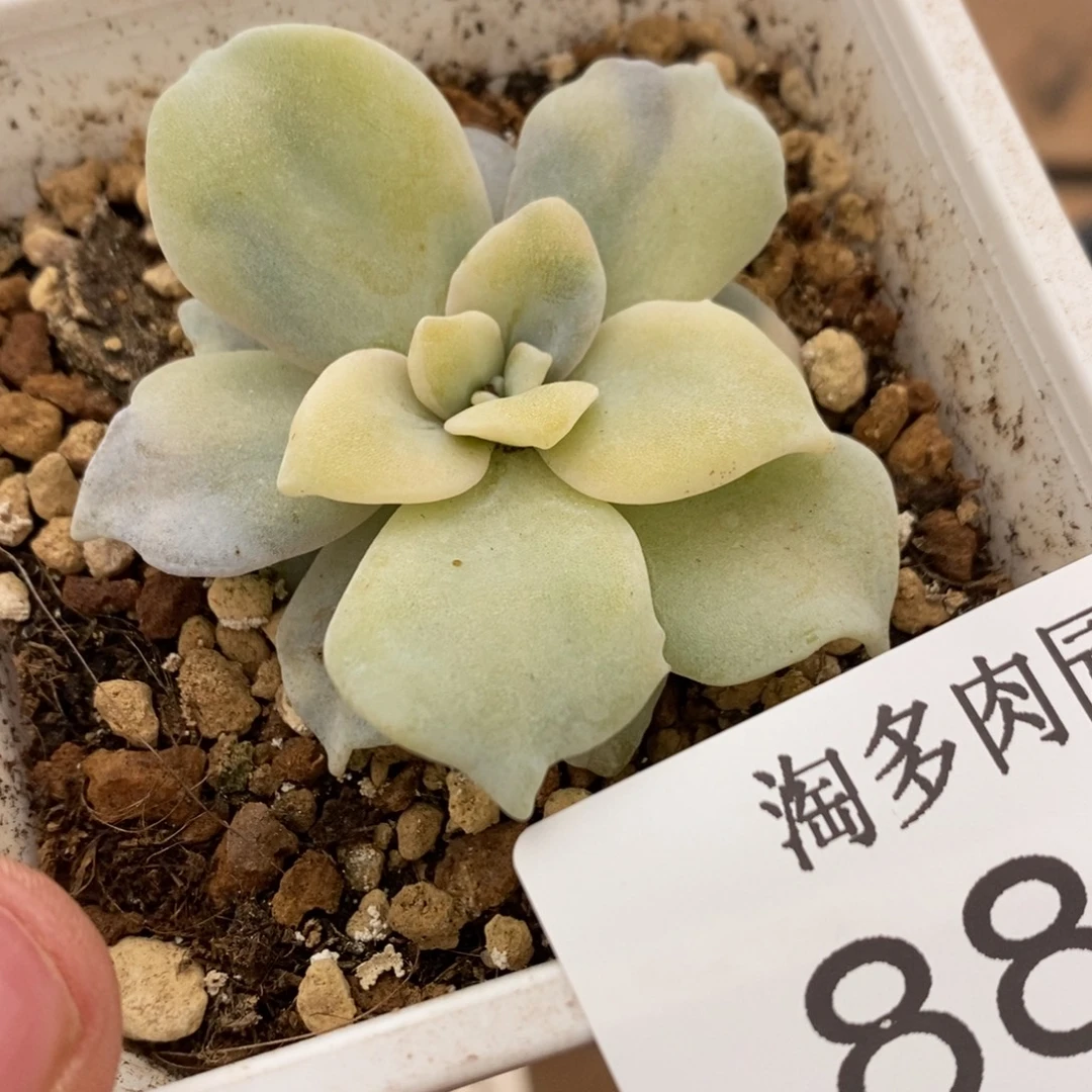 饺子皮多肉植物8833
