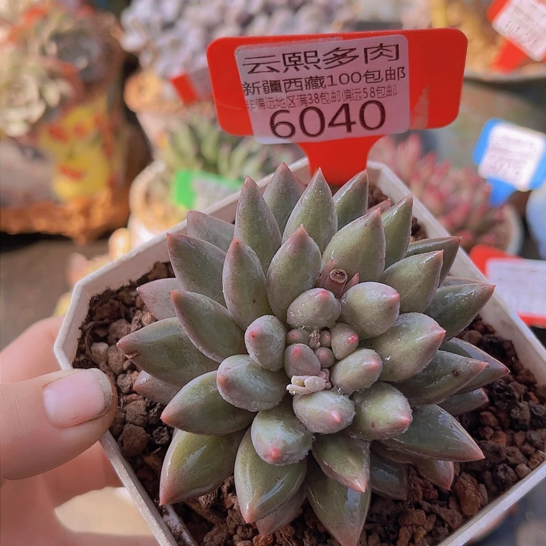 6040黄体红蜻蜓。