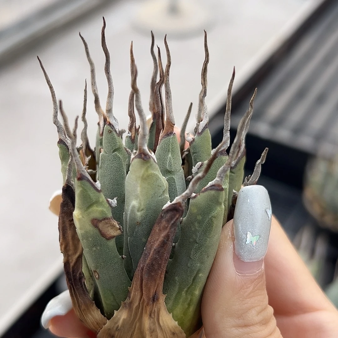 无花朵妖炎生桩福利