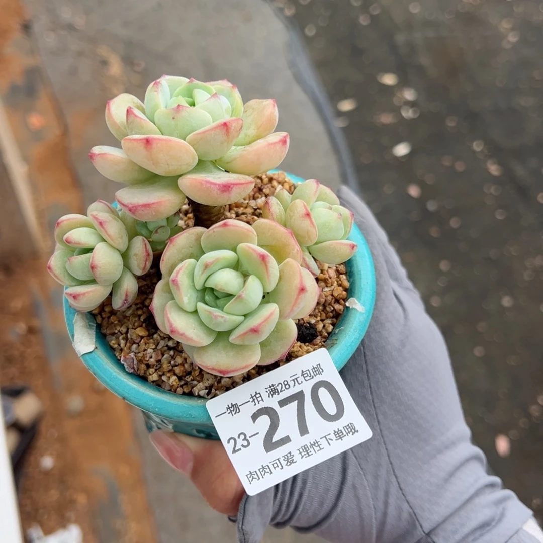 張*a白底香草老桩多肉多肉