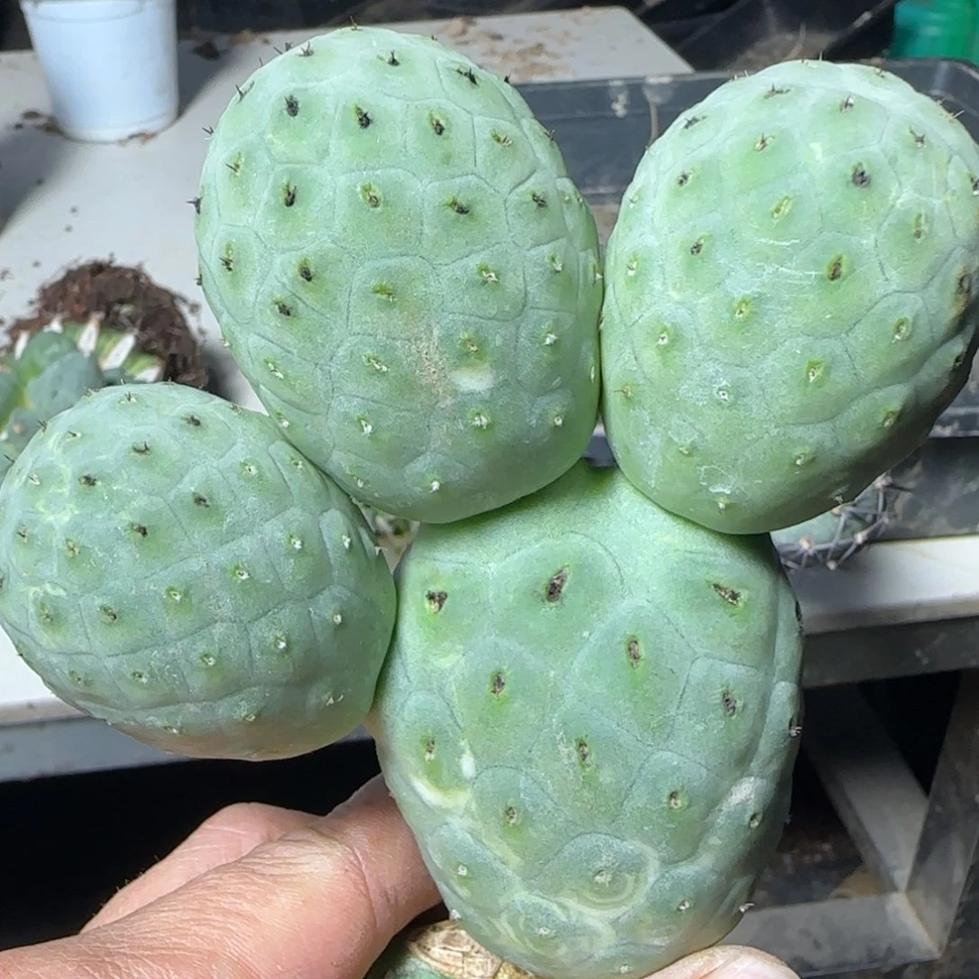 无花朵四头超级洞洞陨石坑777