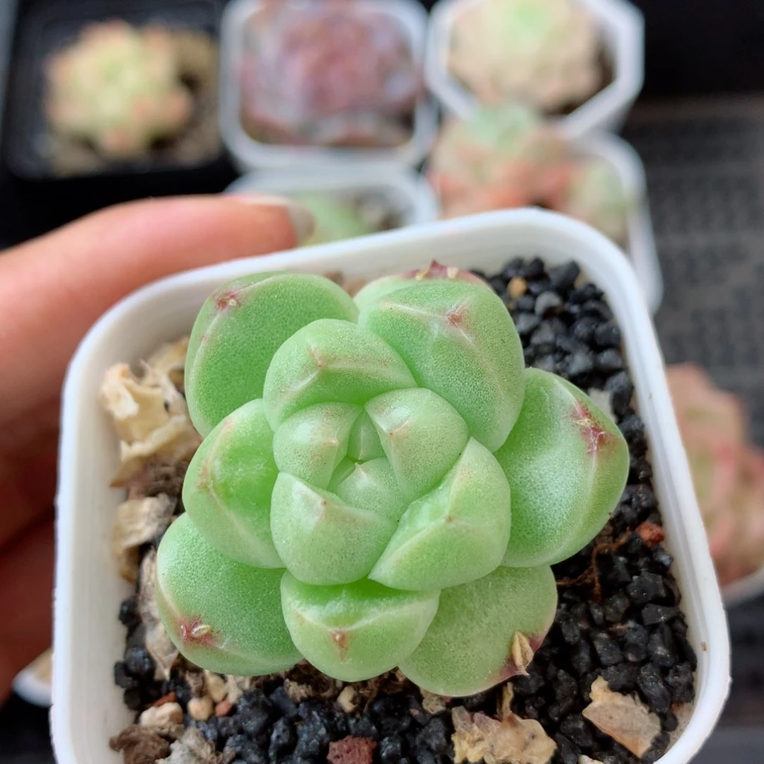 58包邮  群生不包整 141