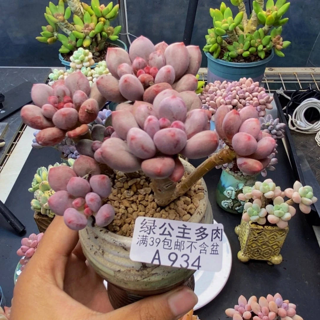 934仙子奶多肉8c m