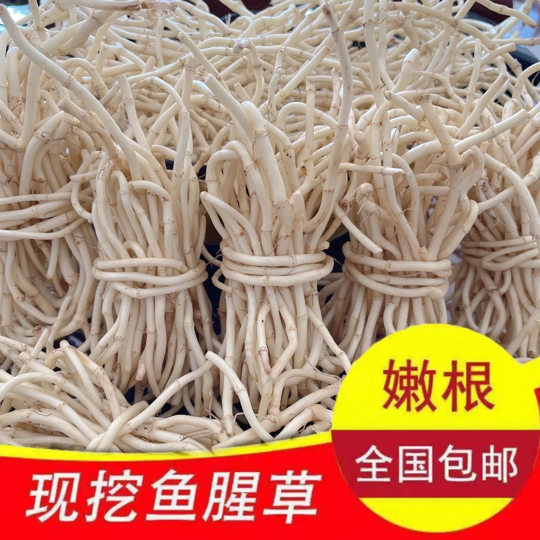 【新鲜现挖】农家现挖鱼腥草折耳根新鲜嫩根节节根蔬菜湖北包邮直发