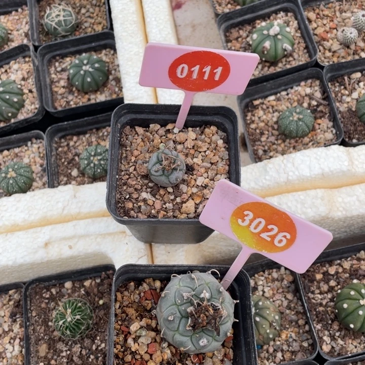 王***厌四棵离城丸＇安德森0111-3026000