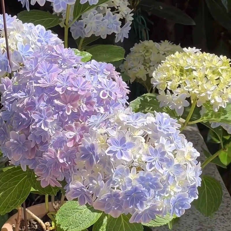 大花绣球太阳神殿花手鞠玫红妈妈150杯冬季耐寒夏季