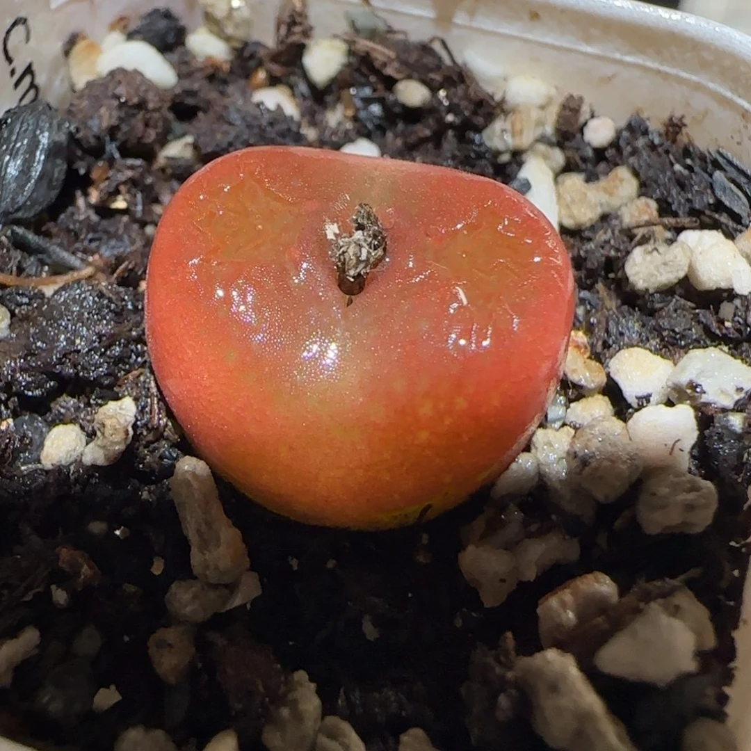 肉锥多肉植物百科2-水蜜桃有疤1643