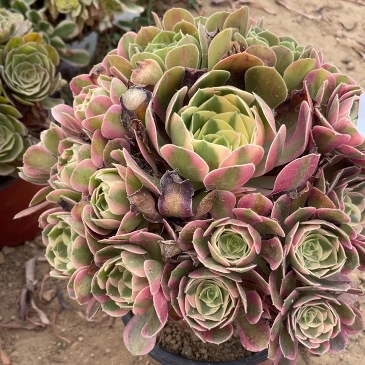 丫***单无花朵760多肉植物妖月