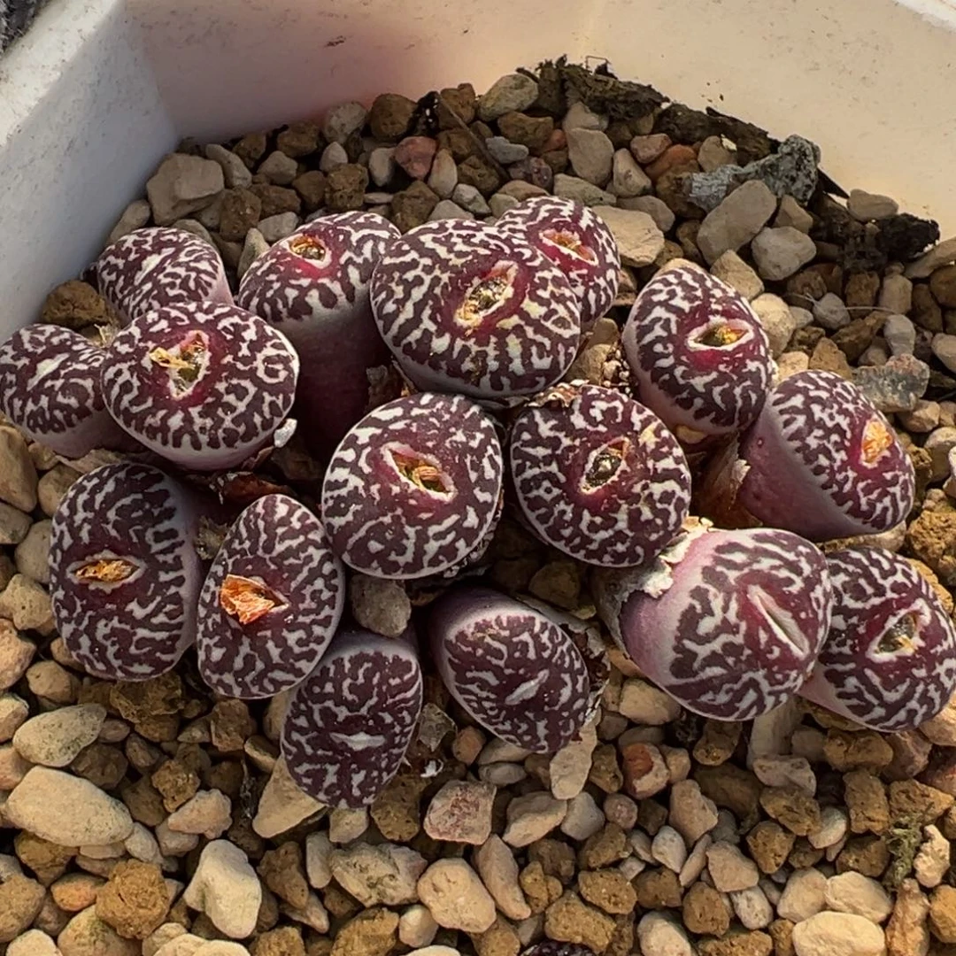 175多肉植物种类多样
