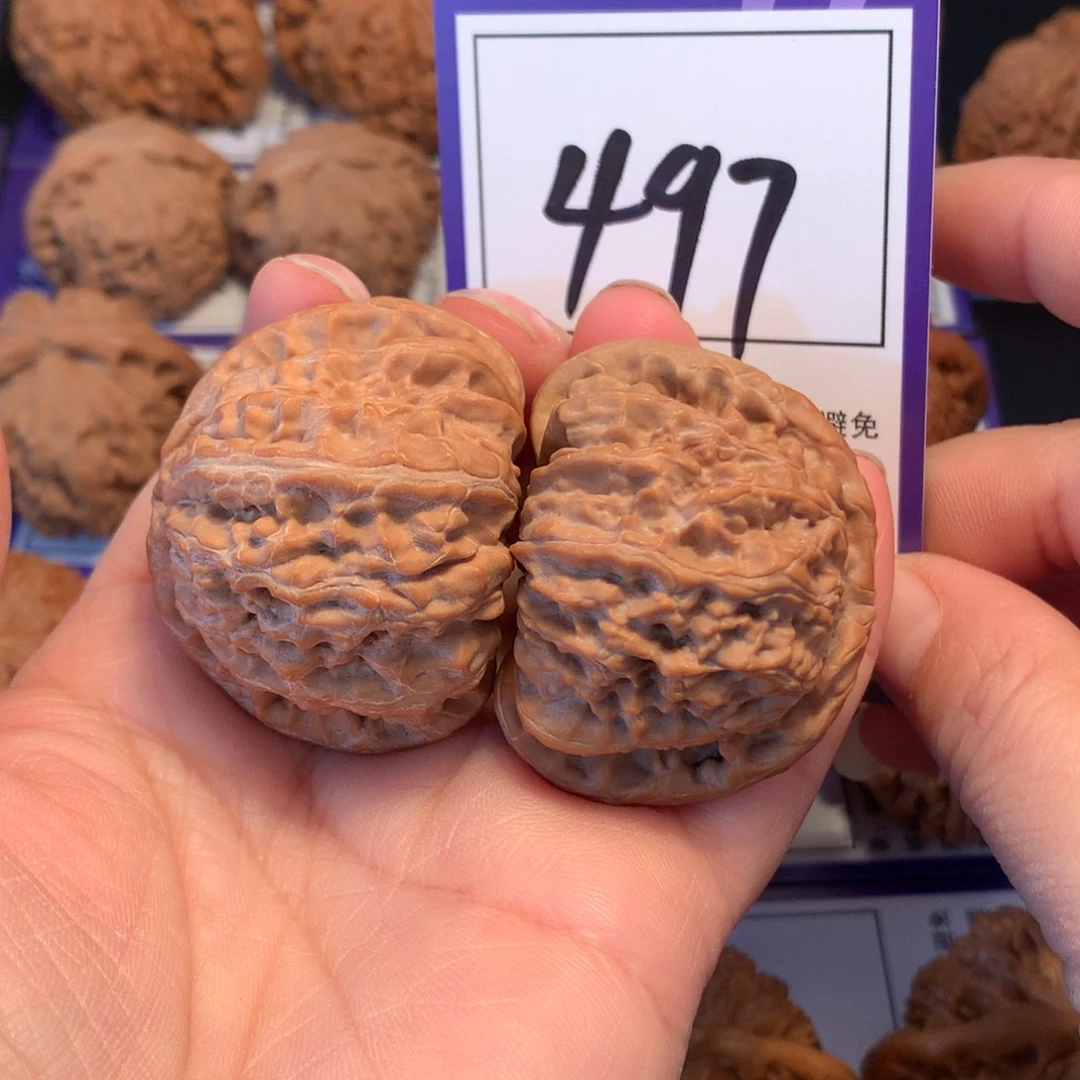 核桃497白狮子4.3全品