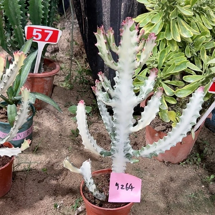 【闪购商品】啊*白龙骨