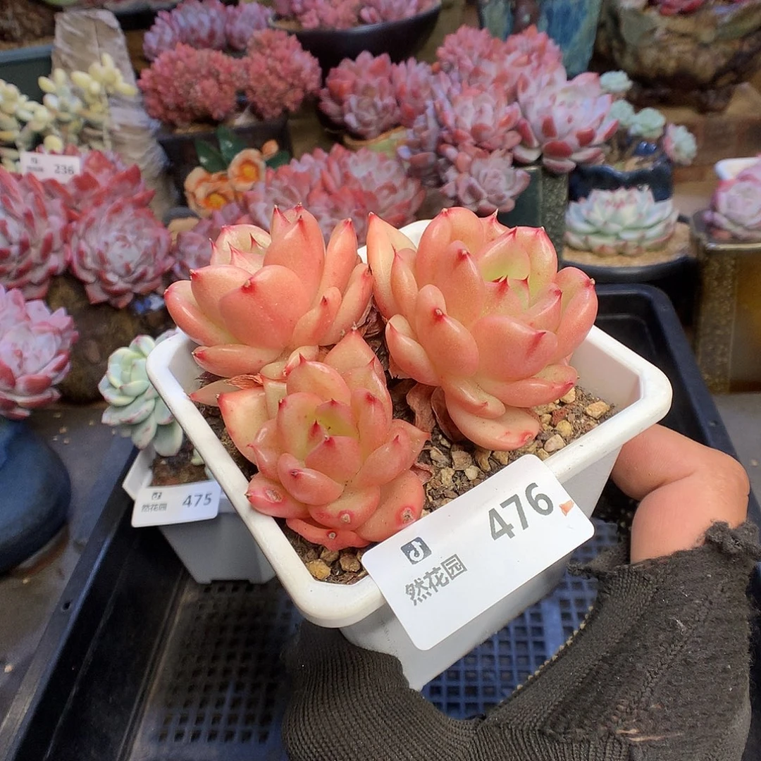 476梦露香莱尔多肉植物666