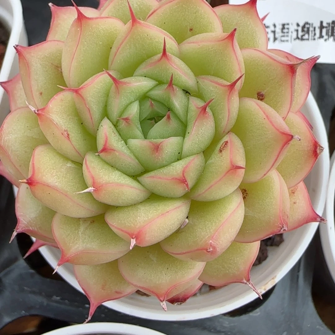 花语逸境0210-592