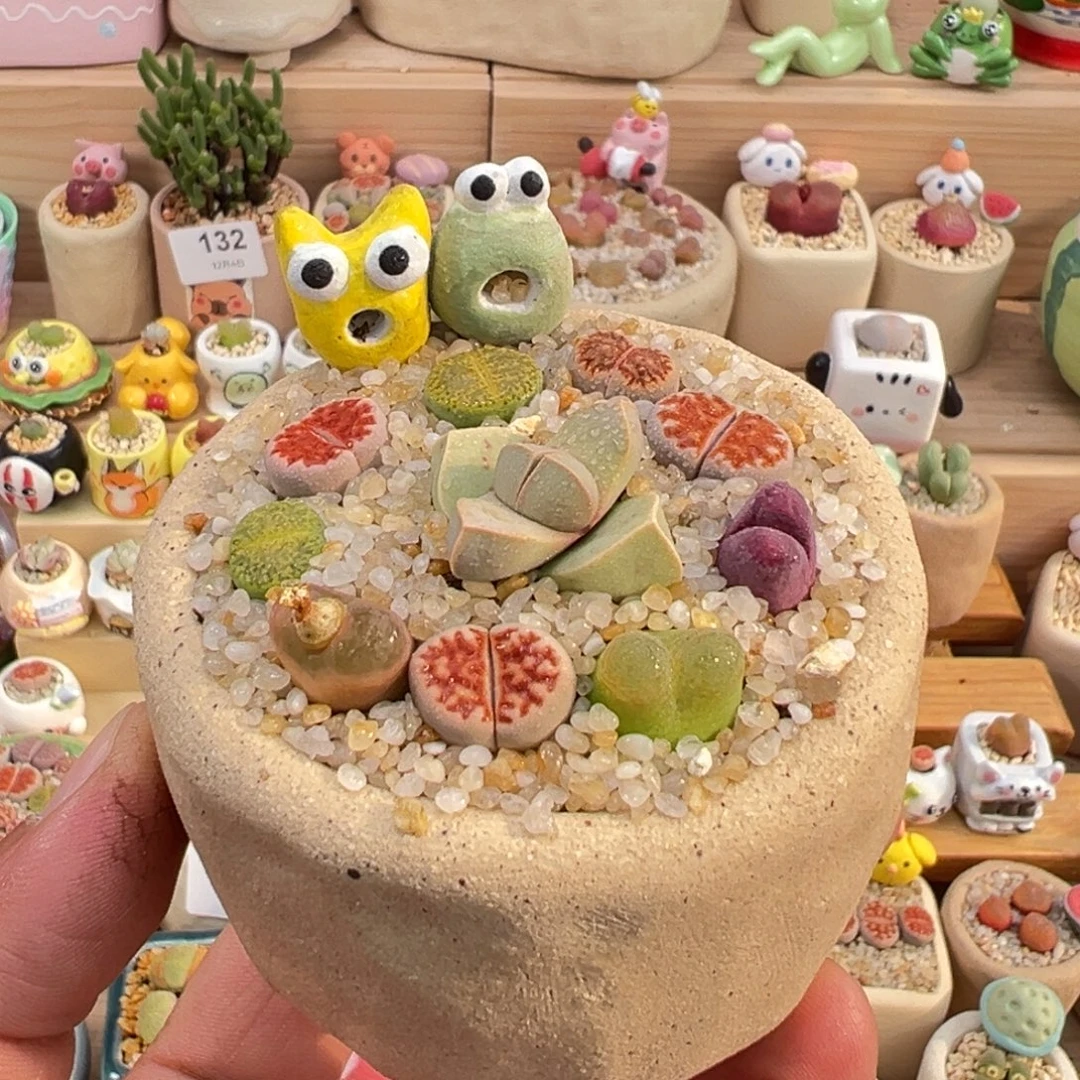 多肉植物9号彩拼带盆