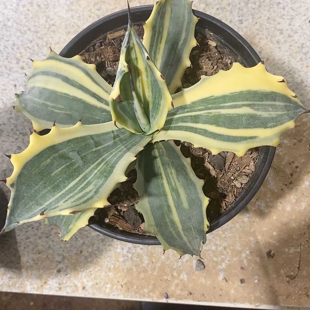 俗*赤牙龙超级镐。龙舌兰。