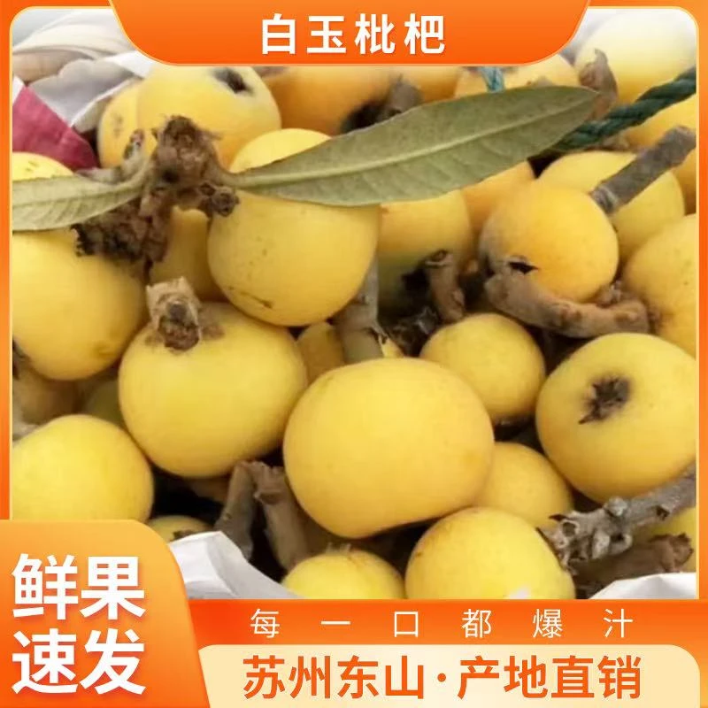 【顺丰直达】正宗苏州东山鲜果白玉枇杷现摘现发 坏果包赔