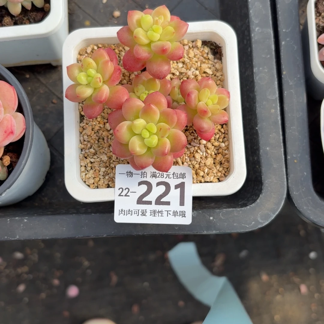 香格里拉无盆土发货无盆