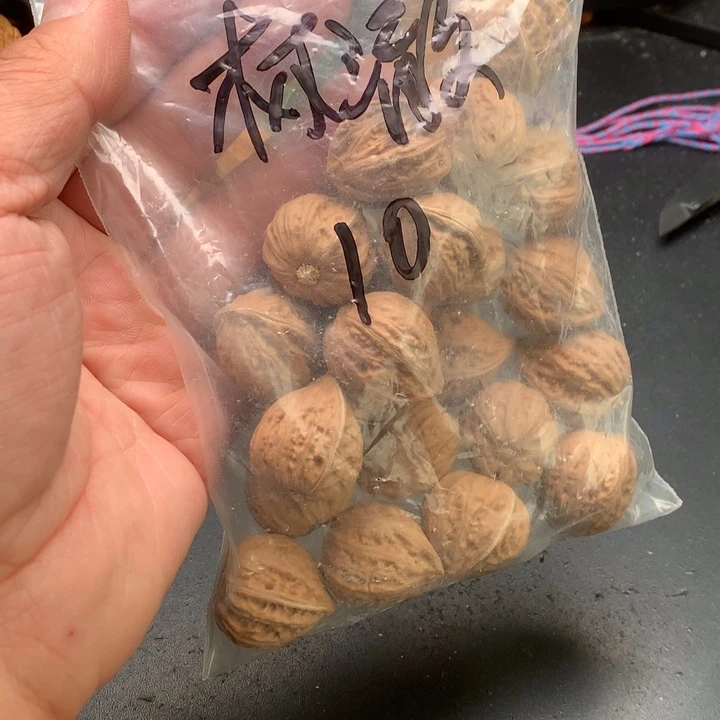 桃核吊坠杯*野生精品小核桃散籽