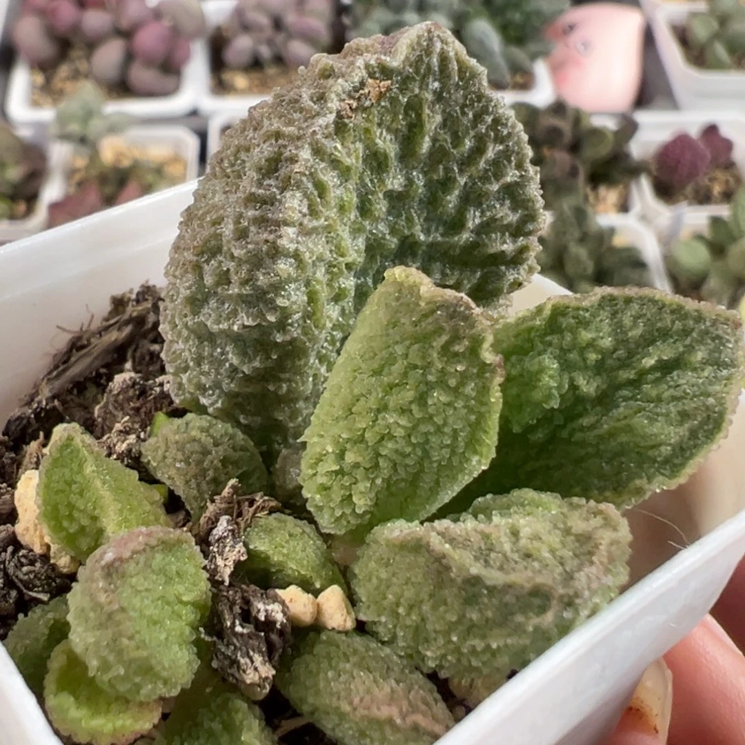 实生新品大苗多肉植物水泡