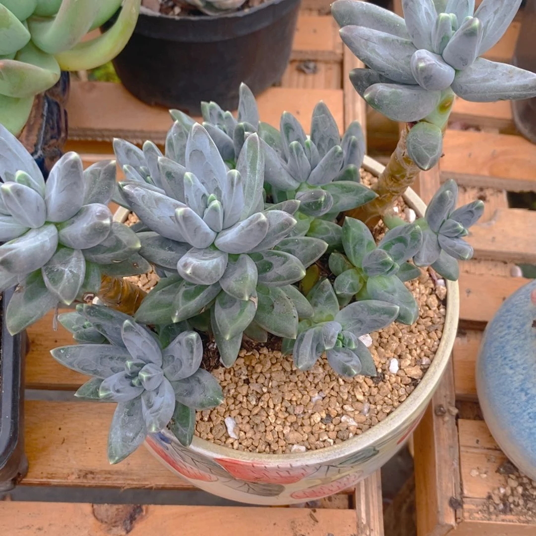 无花朵漂*瓶多肉植物肉肉