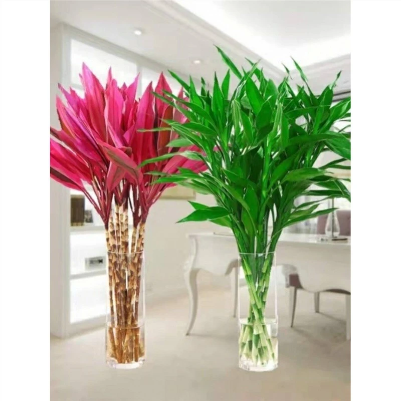 水养花卉转运竹专用水培植物盆栽观音四季室内净化空气塑料袋家用