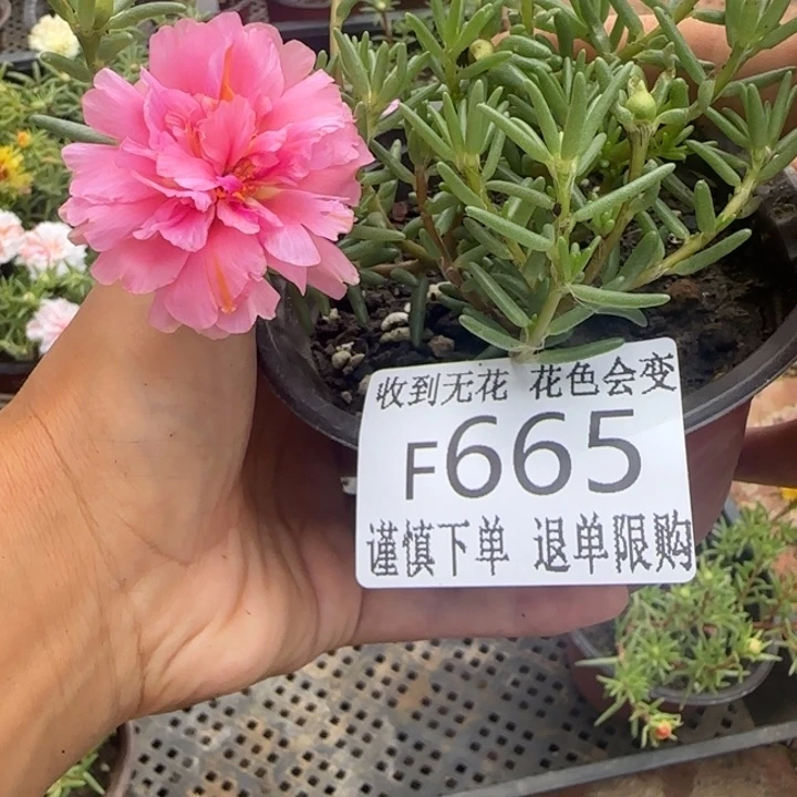 无花朵F665超小苗盆口10cm