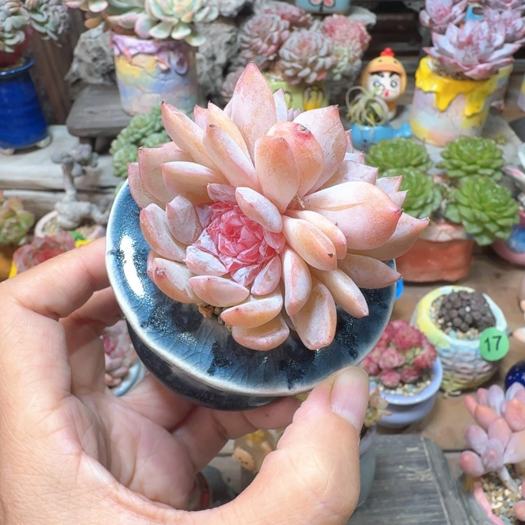 枚尖珍妮 多肉含盆土 一物一拍