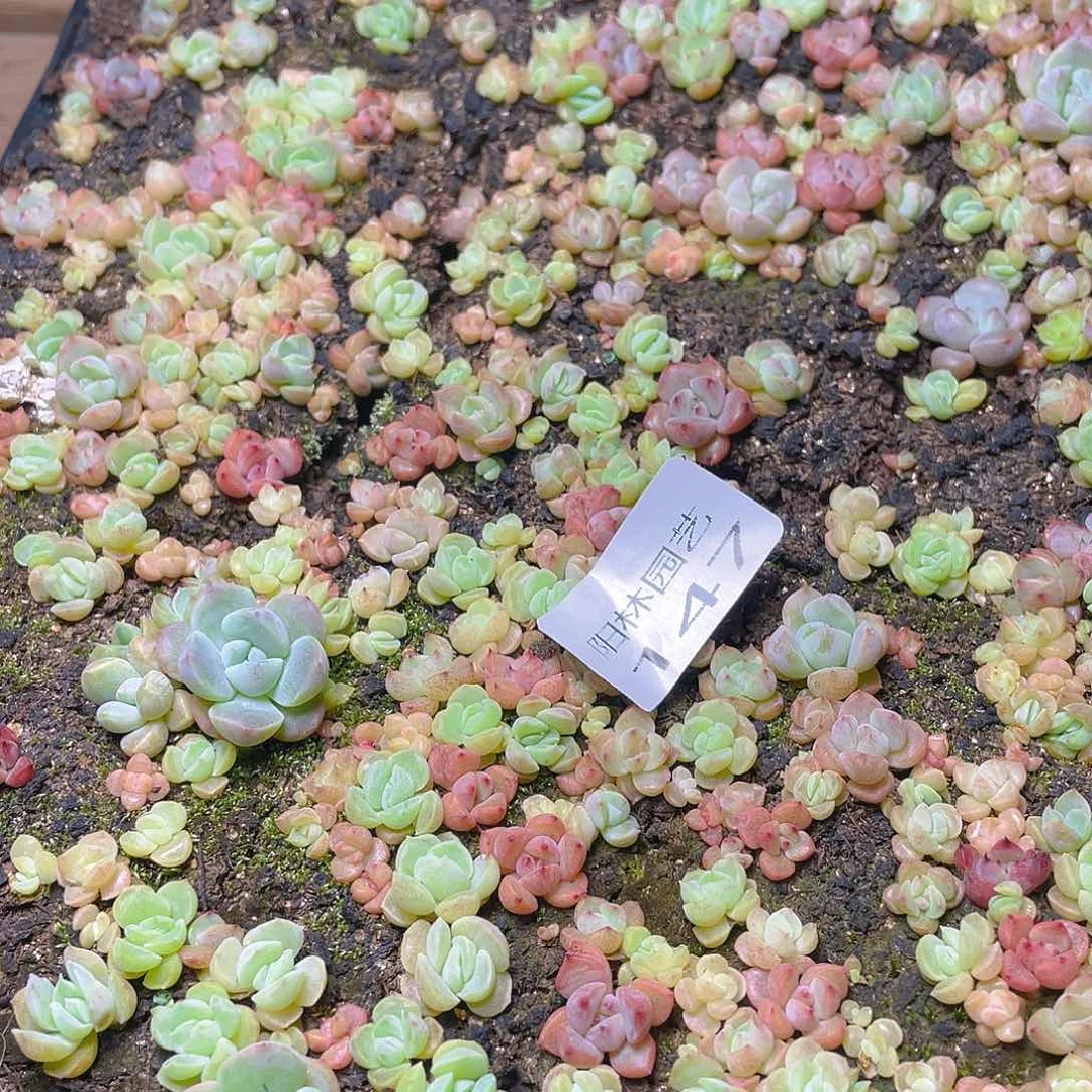 *****多肉植物多肉植物147
