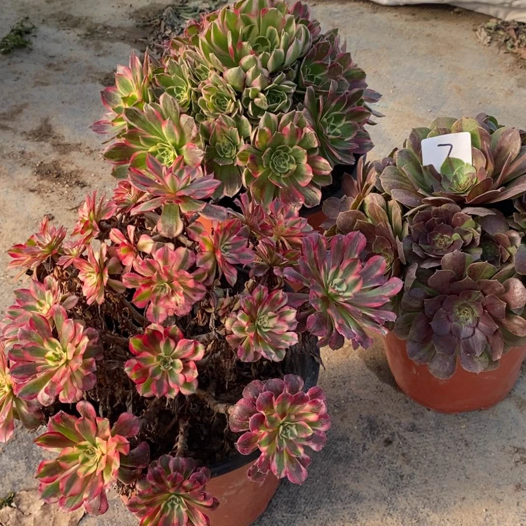 无花朵多肉植物组合拼盘2