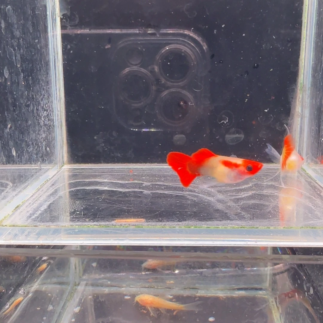 孔雀鱼深海蓝玻璃猫大C