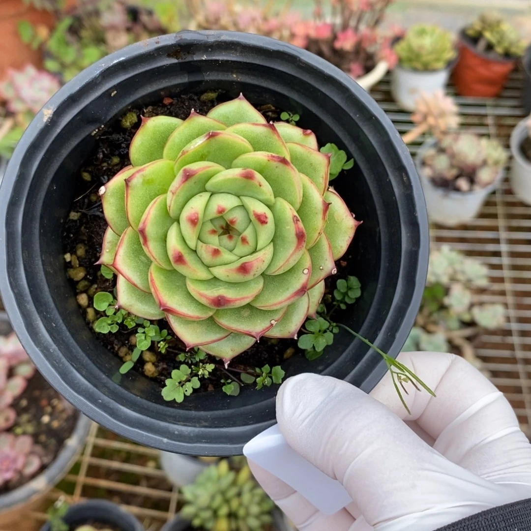 4587月亮石一物一拍