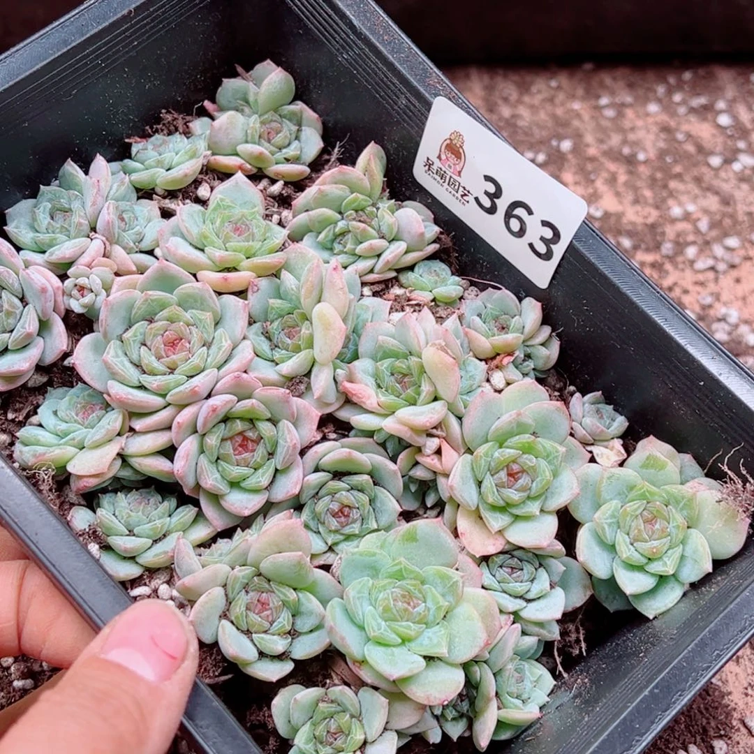 用***9多肉植物多肉植物