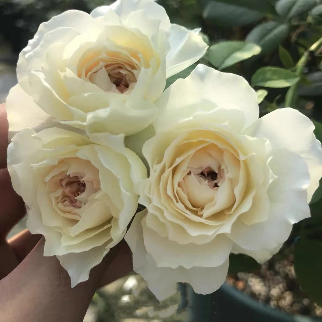 歌剧皇后特大苗浓香月季