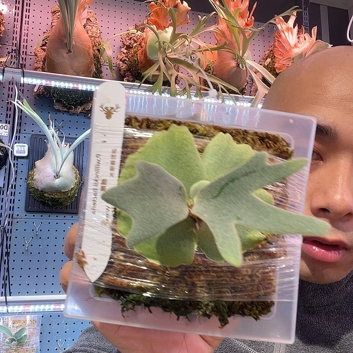 不开花植物细菌鹿角蕨