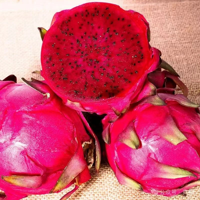 特级红心火龙果超大果