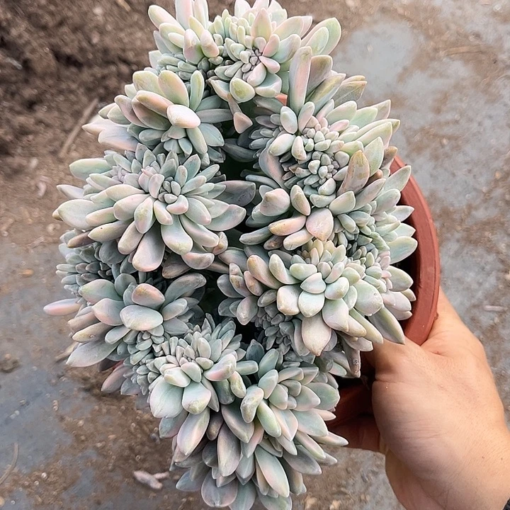 莲***6棒棒糖莲子49.99多肉植物