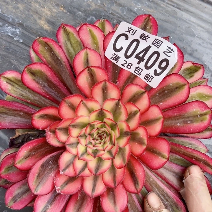 白月光多肉植物法师0409