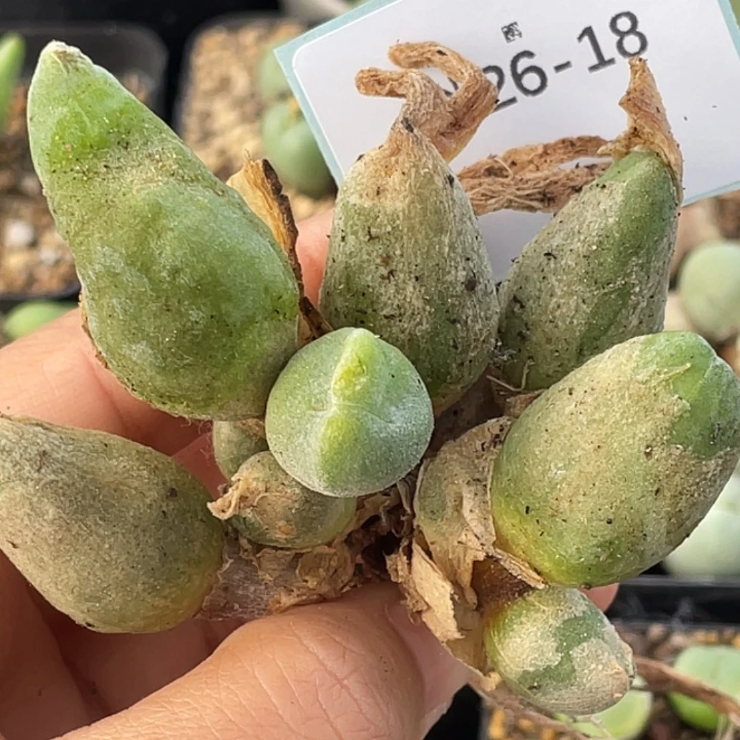 26-18哈默兔多肉植物