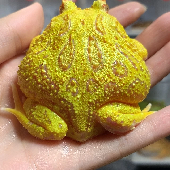 角蛙021黄金黄金黄金母