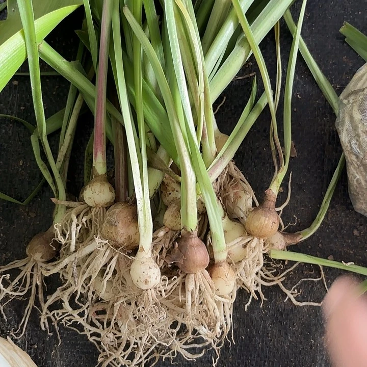 2024杂交小苗开花无售后20棵一组