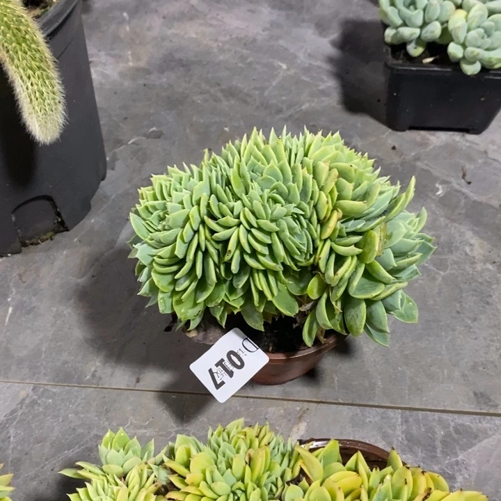 你***光017三色堇多肉植物