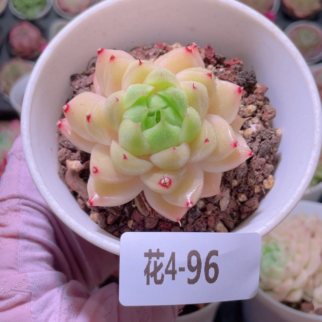 花利美4-96麦秆单头