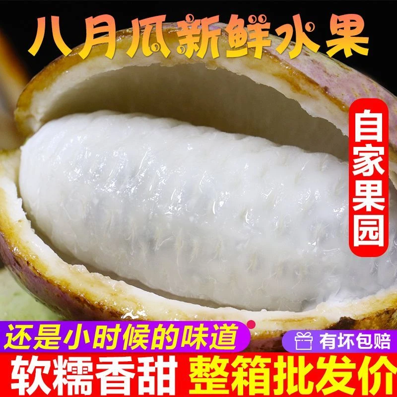 【坏果包赔】福建8月瓜现摘软糯香甜野生水果1-5斤装产地直发营养