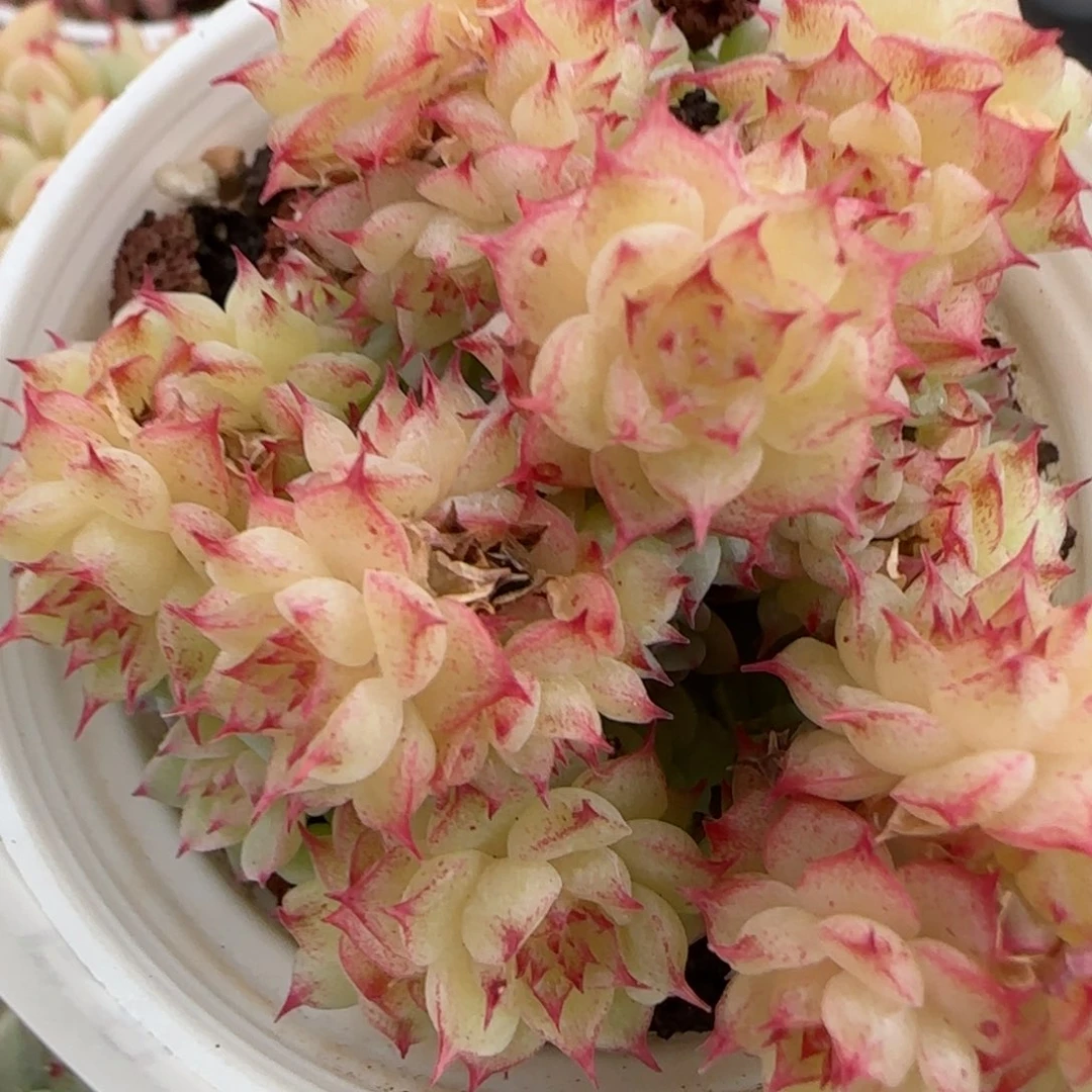 花语逸镜0203-58散