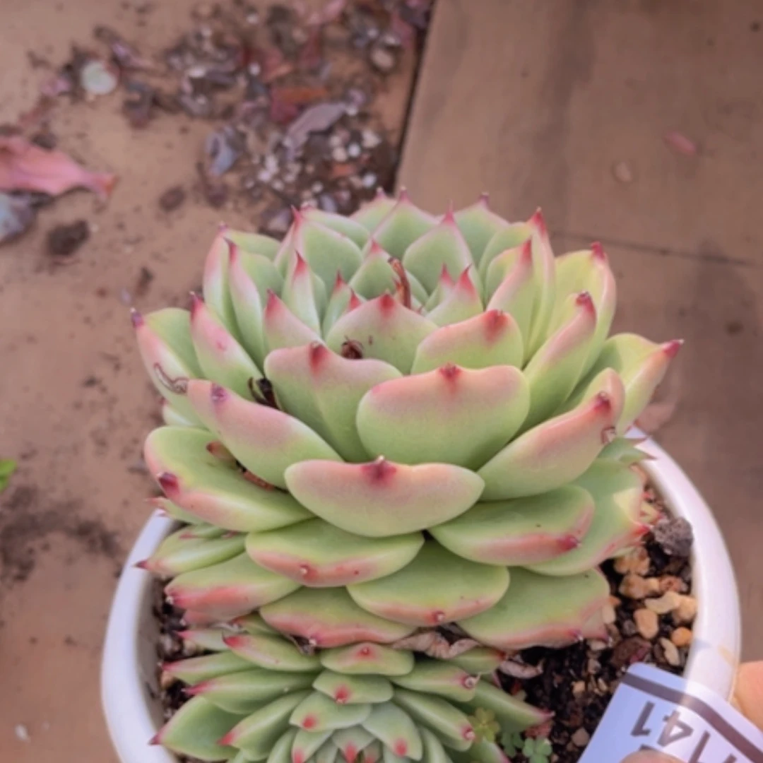 【闪购商品】蓝龙07141