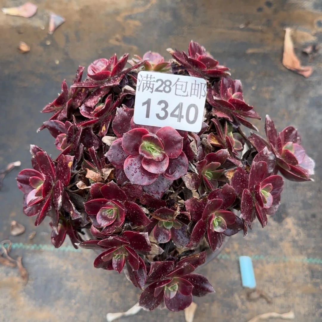 红豆多肉1340满28包邮断枝不包