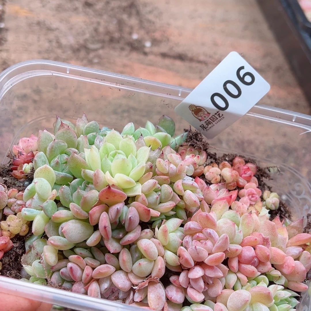 紫*多肉植物多肉植物