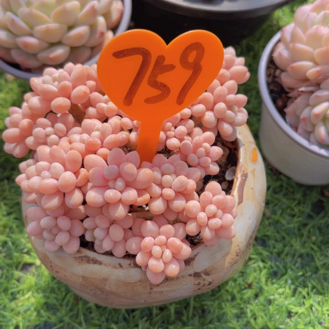 飞*759号多肉植物一物一拍